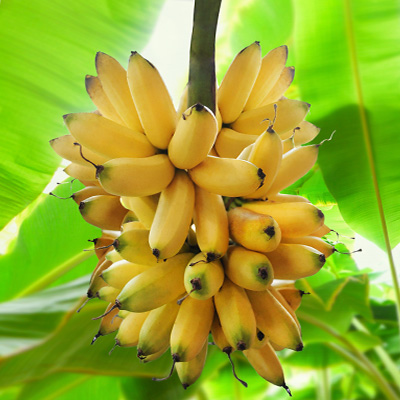 Salle de Maturation des Bananes